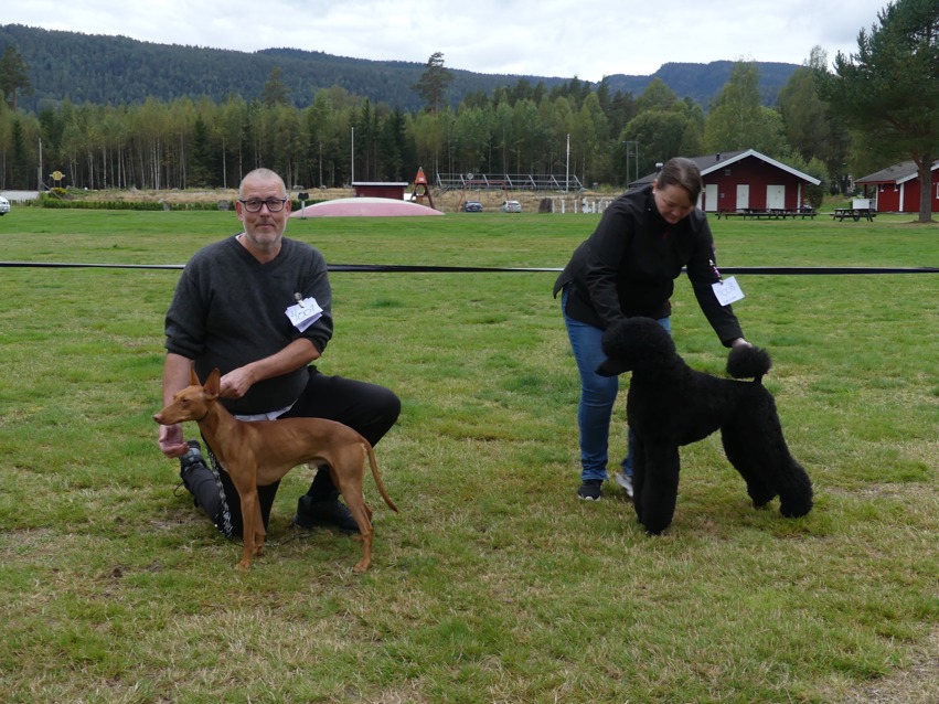 Oppdaterte regler for Championater