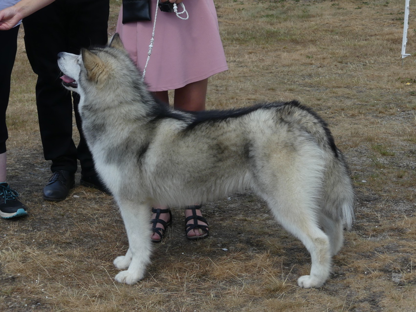 Omregistrering av hunder